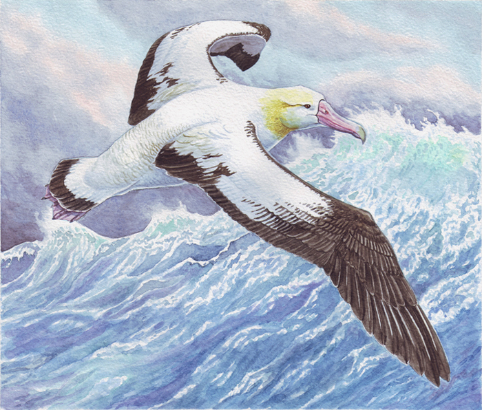 Летучий опреснитель.