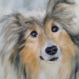 Портрет шелти