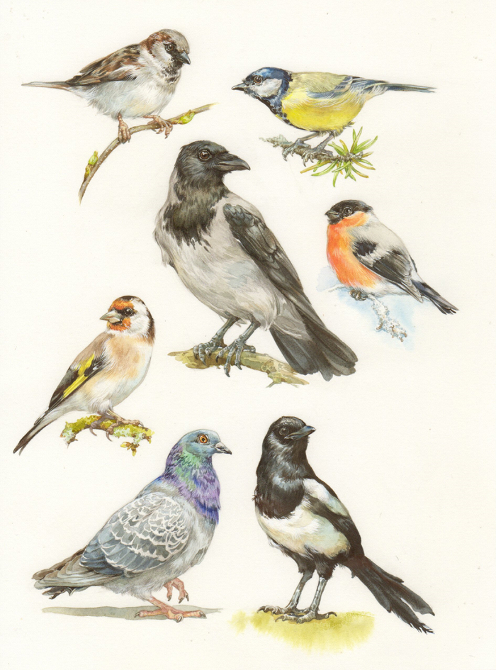 Зимующие птицы...