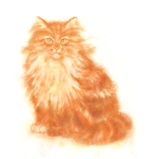 Рыжий лохматый кот