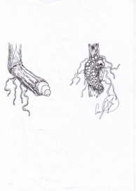 Stachys palustris (L.) вредители