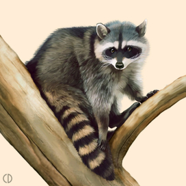 Иллюстрация для книги Брема «Жизнь животных» «Енот»