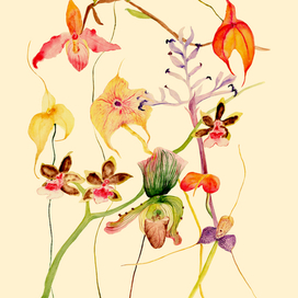 Орхидеи (1)