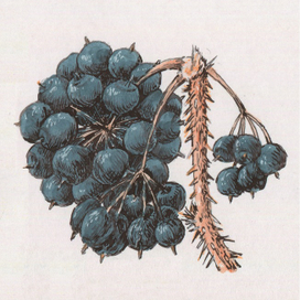 Элеутерококк