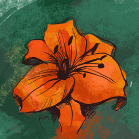 Тигровая лилия