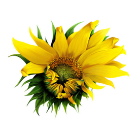 Здравствуй, Солнышко на палке