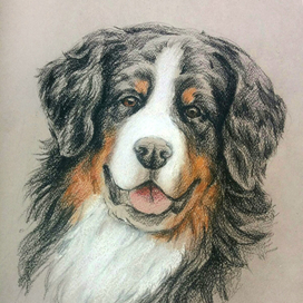 Бернский зеннхунд