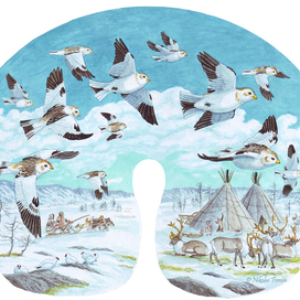 Пуночки над таймырской тундрой.