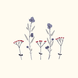 Веточки можжевельника