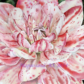 Георгин "в пёстром"