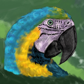 Попугай Ара