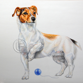  Джек-рассел-терьер 