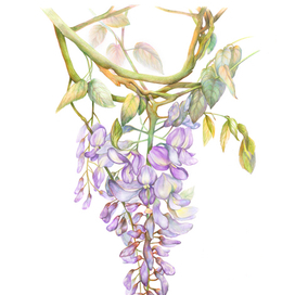 Ботаническая графика — Wisteria
