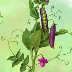 Горох. Ботаника