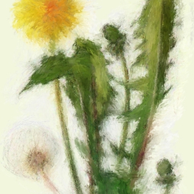 Одуванчик полевой, лекарственный