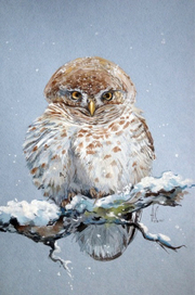 Пух Пухыч (воробьиный сычик)