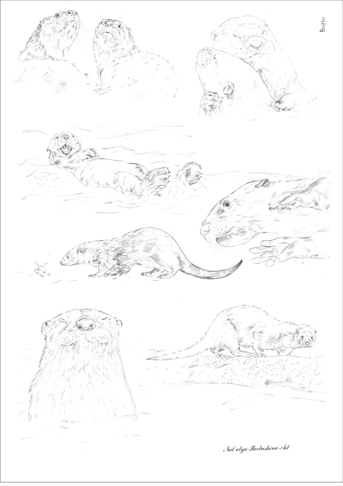 Выдры... просто выдры :-)