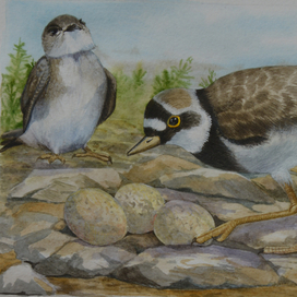 Зуек и ласточка береговушка 