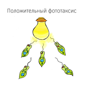 Положительный фототаксис