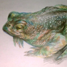 Усички-пусички жабка-2