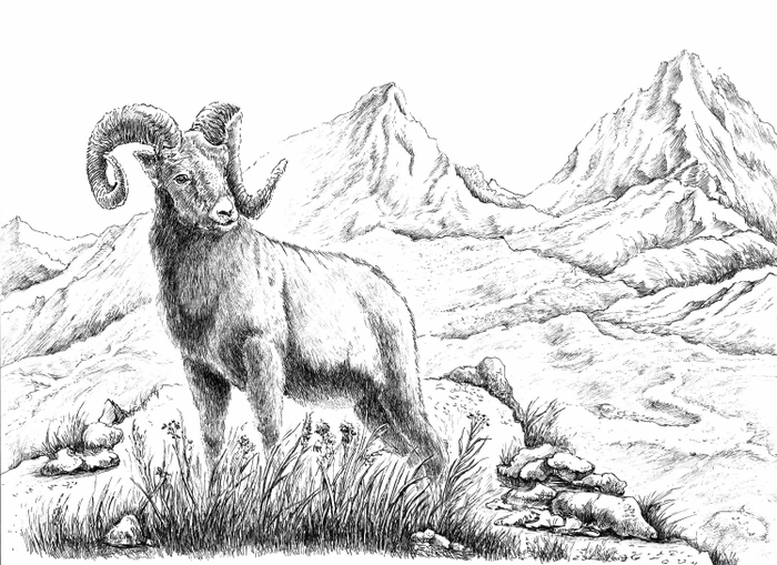 Горный баран