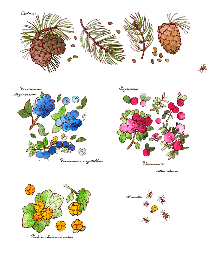 Ягоды и шишки