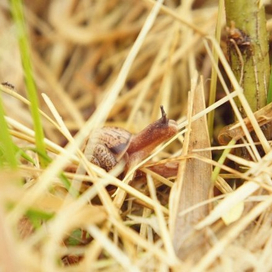 виноградинка