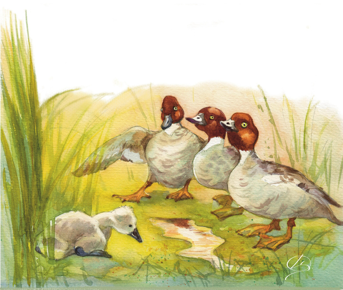 Гадкий утенок на болоте с дикими утками