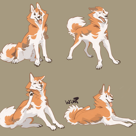 Породы собак - 1