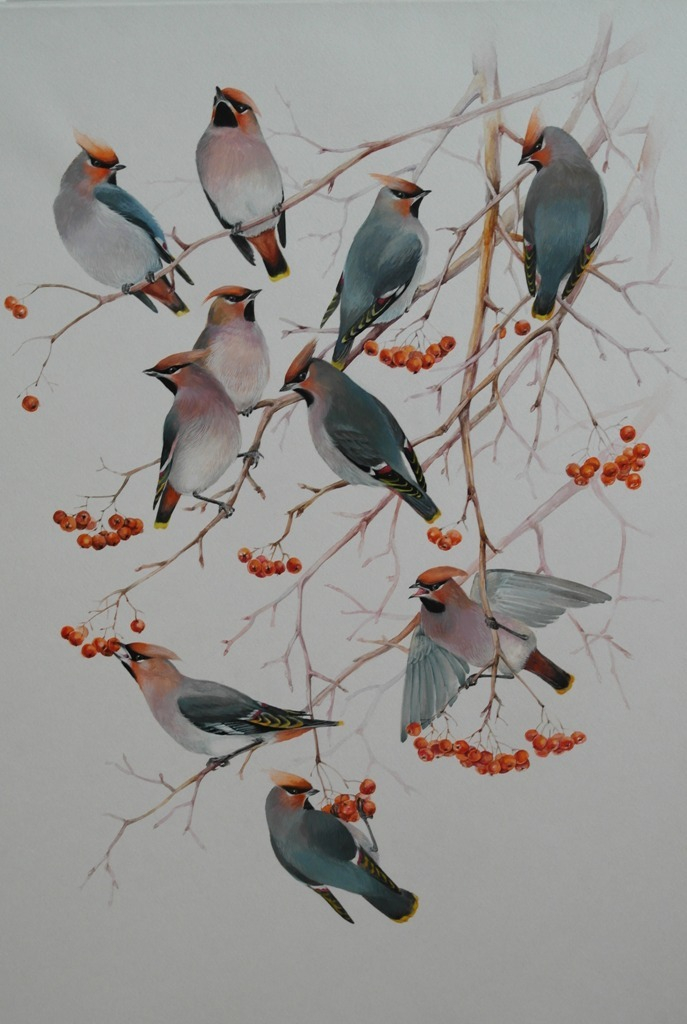 Свиристели