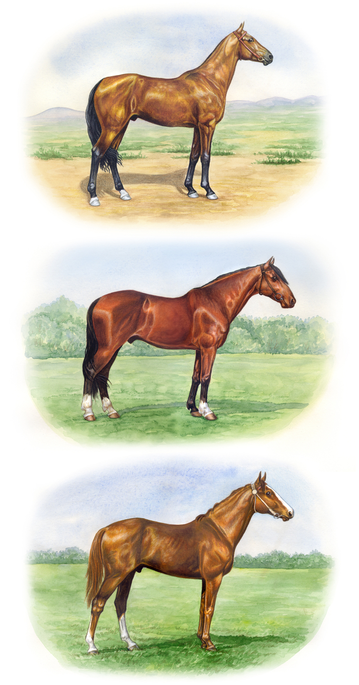 Мой табунчик :)