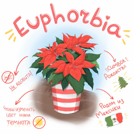 пуансеттия