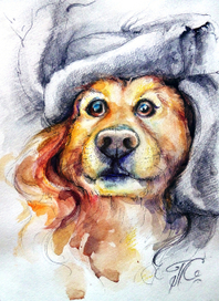 Пес в шапке