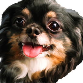 Рисунок любимой собаки по вашей фотографии на заказ 500 руб.