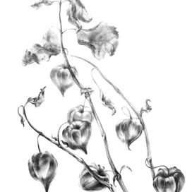 Сухие цветы Физалис