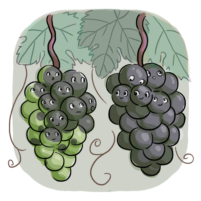 виноград