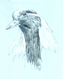 День Журавля. Журавль-Красавка