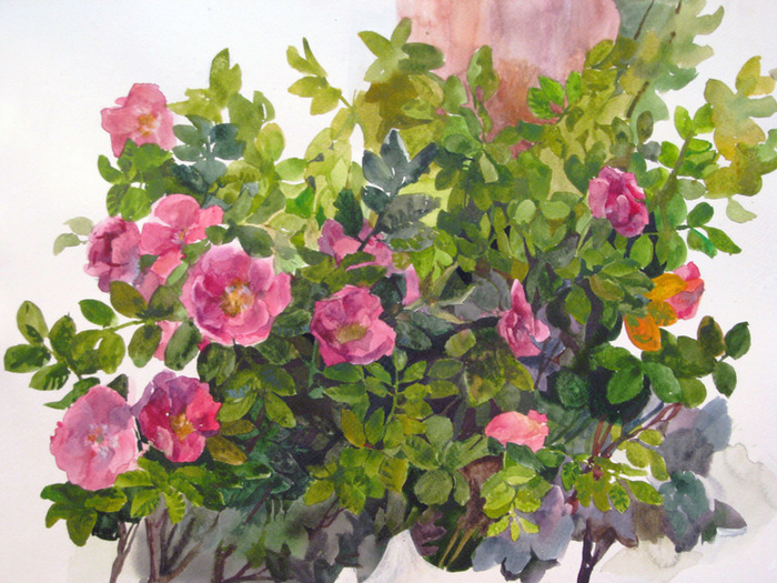 Этюд, шиповник