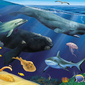 Жители океана