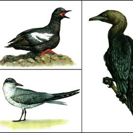 Тихоокеанский чистик, чайконосая крачка, малый баклан