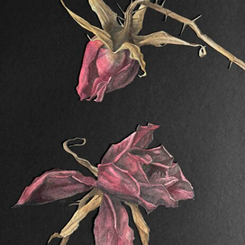 Бутоны розы 