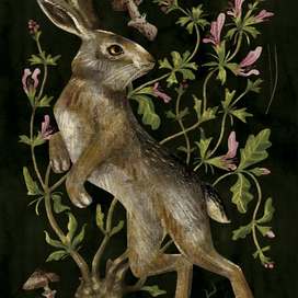 Зайцегуб (Lagochilus Inebrians)