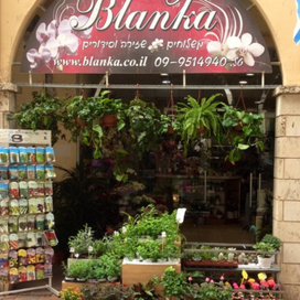 Доставка цветов в Израиле: как поздравить родственников и друзей