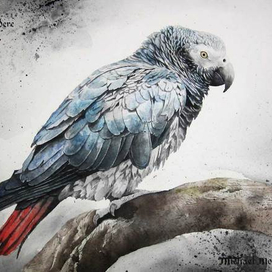 Попугай Жако