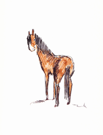 Little Horse
