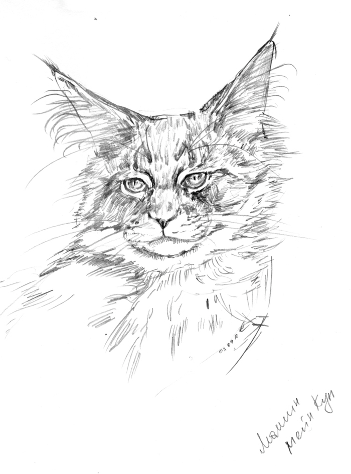 Мейн-Куна хочу! :-)