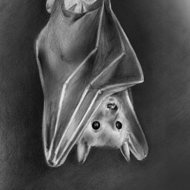 Летучая мышь 