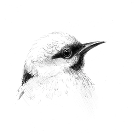 Синий Дакнис