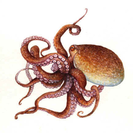 Осьминог