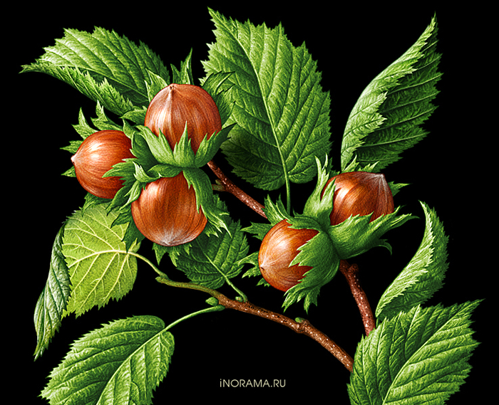 Иллюстрация для шоколада ЯR.